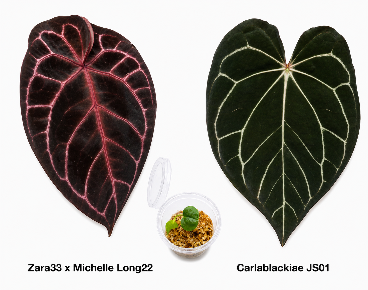 Anthurium (Zara 33 x Michelle Long 22) x Carlablackiae JS01 Seedling