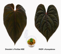 Anthurium (Dressleri x Portilae NSE) x (Red Vein Dark Phoenix x Kunyalense) Seedling