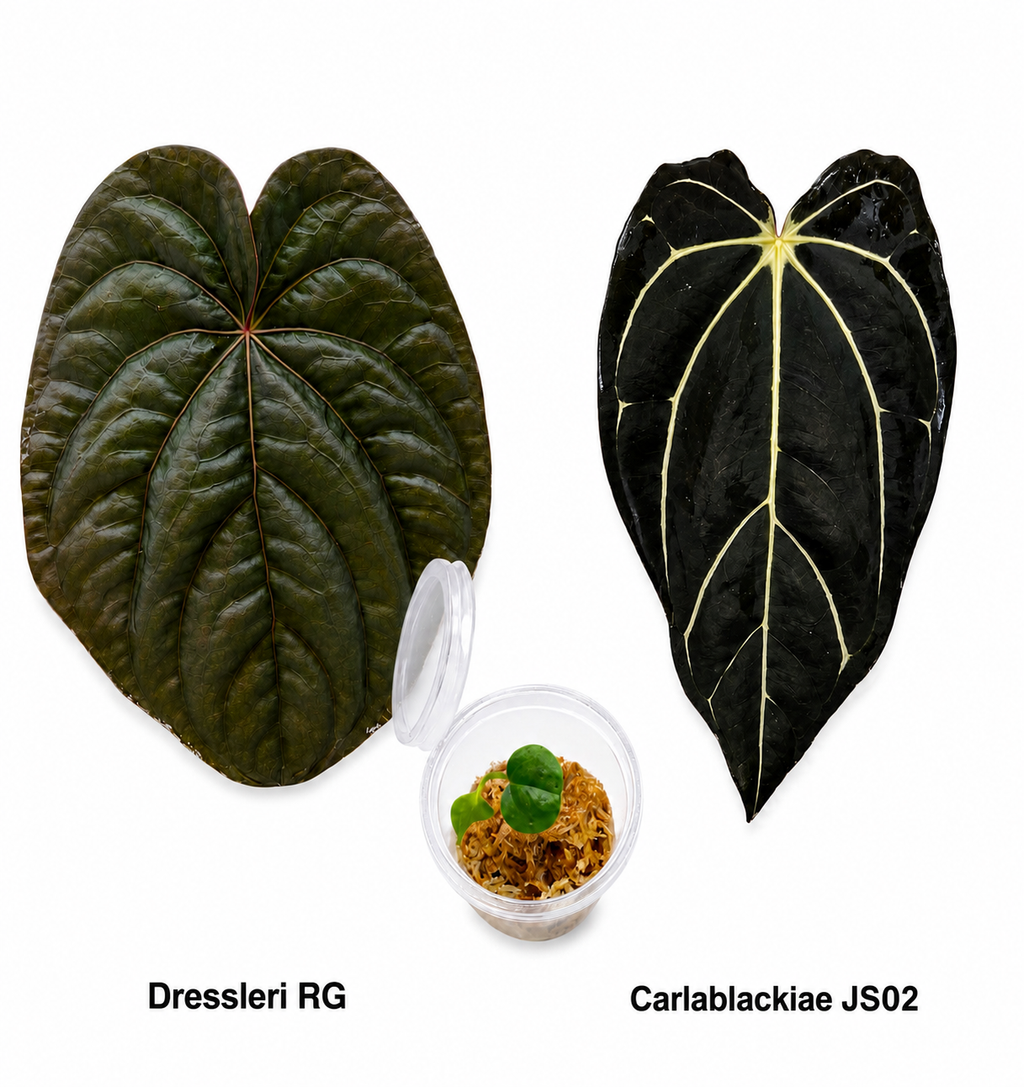 Anthurium Dressleri RG x Carlablackiae JS02 Seedling