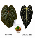 Anthurium Dressleri RG x Carlablackiae JS02 Seedling