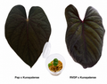 Anthurium (Papillaminum x Kunayalense) x (Red Vein Dark Phoenix x Kunayalense) Seedling