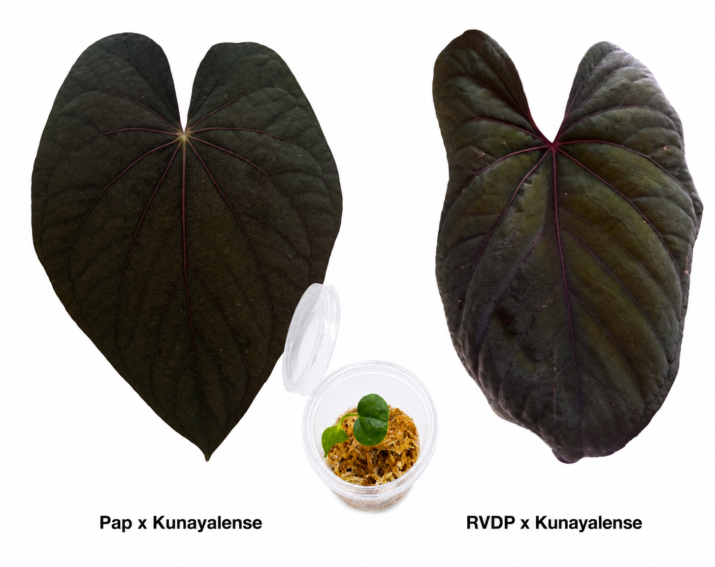 Anthurium (Papillaminum x Kunayalense) x (Red Vein Dark Phoenix x Kunayalense) Seedling