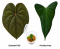 Anthurium Dressleri RG x Portilae Indo Seedling