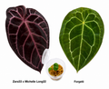 Anthurium (Zara 33 x Michelle Long 22) x Forgetii Seedling