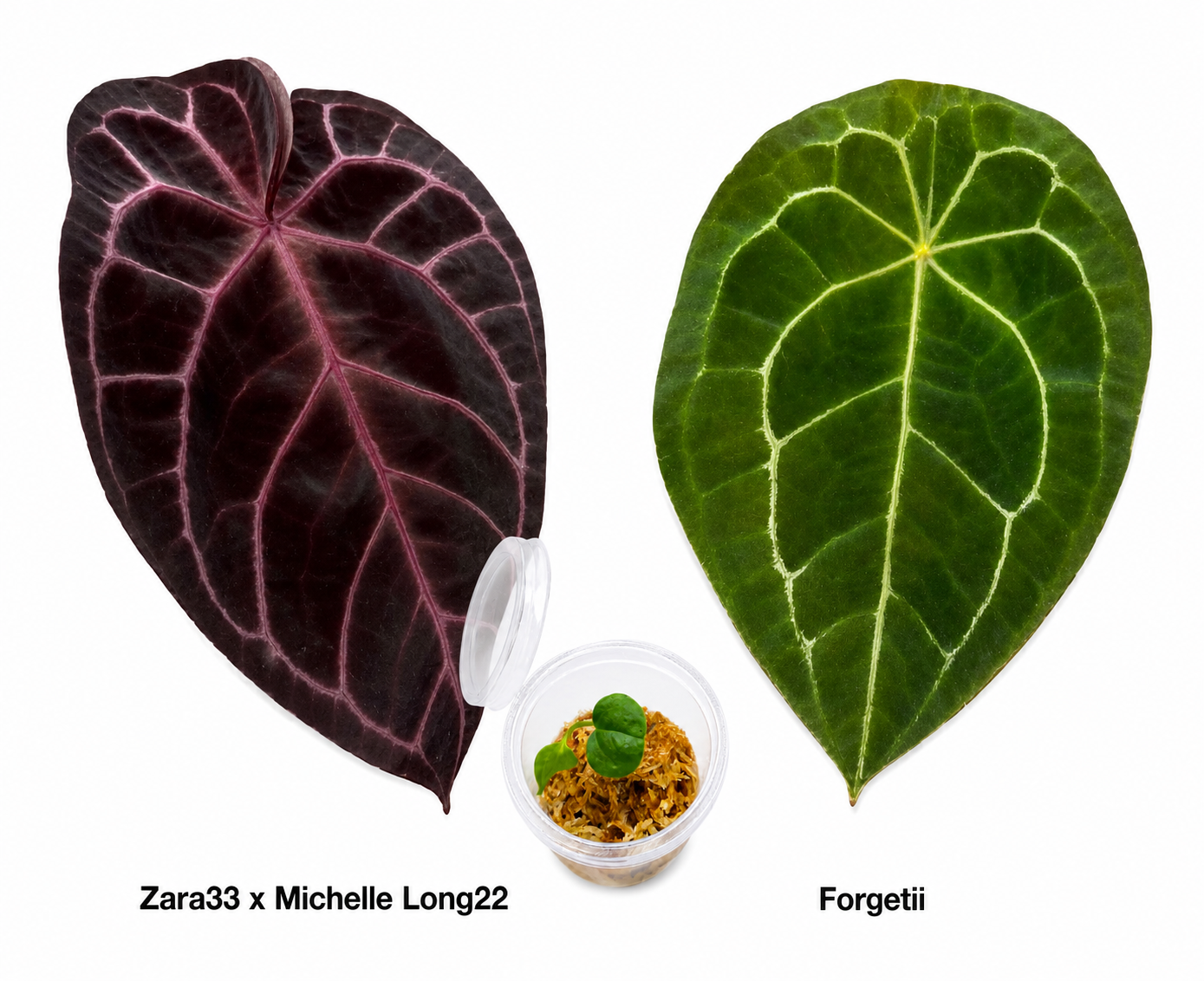 Anthurium (Zara 33 x Michelle Long 22) x Forgetii Seedling