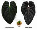 Anthurium Papillaminum x Black Velvet Seedling