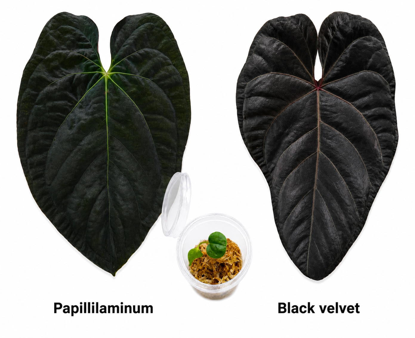 Anthurium Papillaminum x Black Velvet Seedling