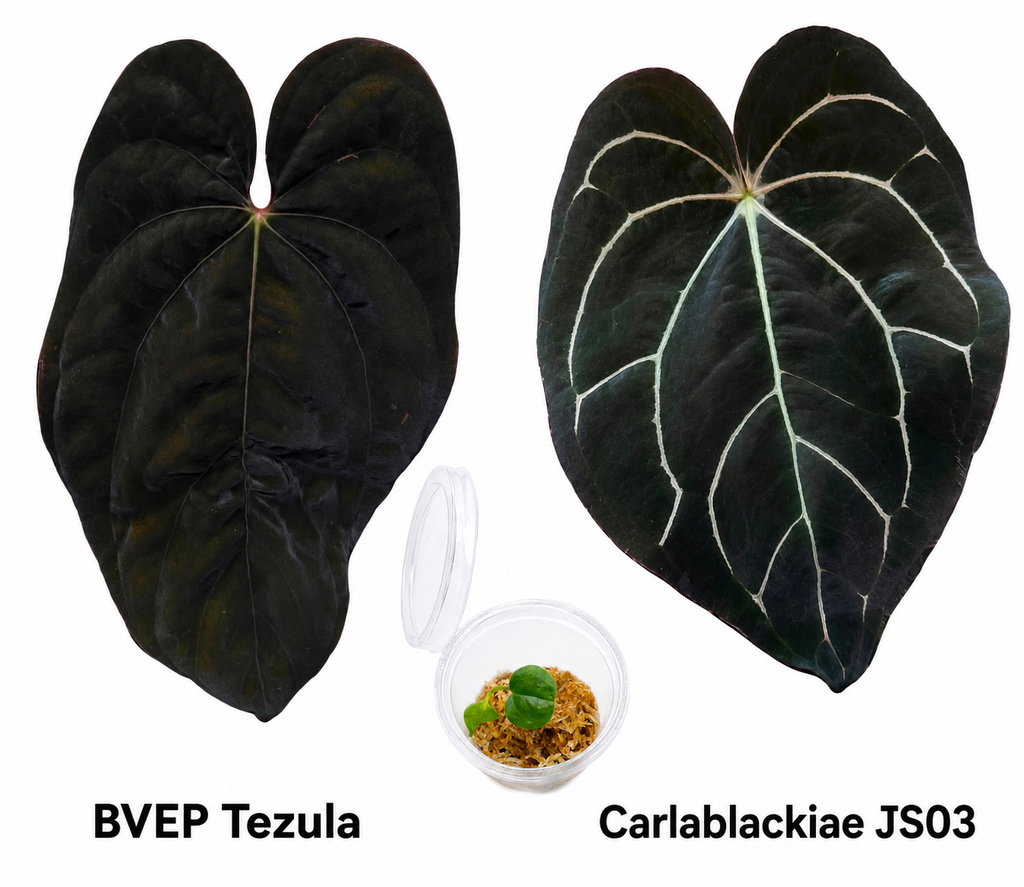 Anthurium Black Velvet Eastern Panama Tezula x Carlablackiae JS03 Seedling