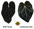 Anthurium Black Velvet Eastern Panama Tezula x Carlablackiae JS03 Seedling