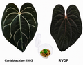 Anthurium Carlablackiae JS03 x Red Vein Dark Phoenix Seedling