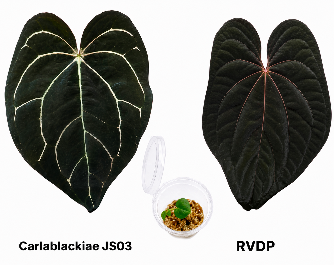 Anthurium Carlablackiae JS03 x Red Vein Dark Phoenix Seedling