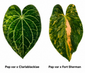 Anthurium (Papillaminum Variegated x Carlablackiae) x (Papillaminum Variegated x Fort Sherman) 1 Seed