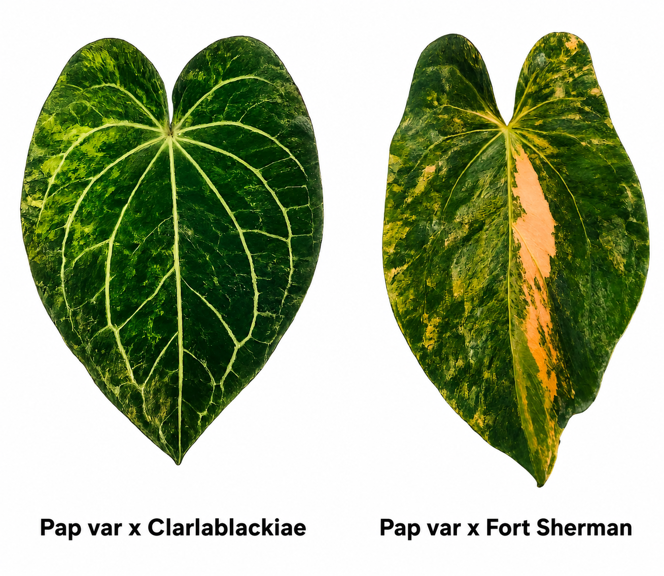 Anthurium (Papillaminum Variegated x Carlablackiae) x (Papillaminum Variegated x Fort Sherman) 1 Seed