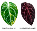 Anthurium Magnificum Silver Variegated x (Zara 33 x Michelle Long) 2 Seeds