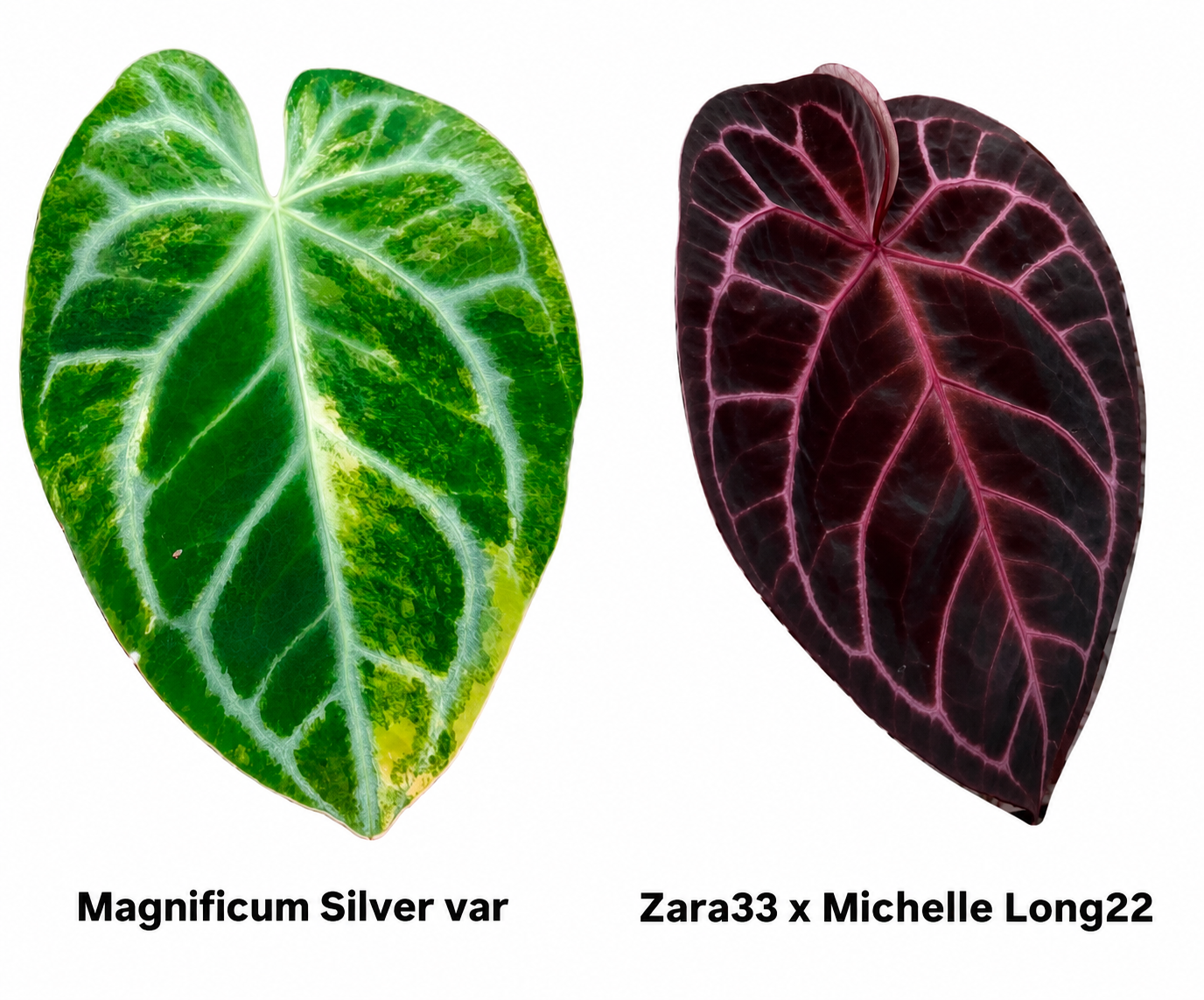 Anthurium Magnificum Silver Variegated x (Zara 33 x Michelle Long) 2 Seeds