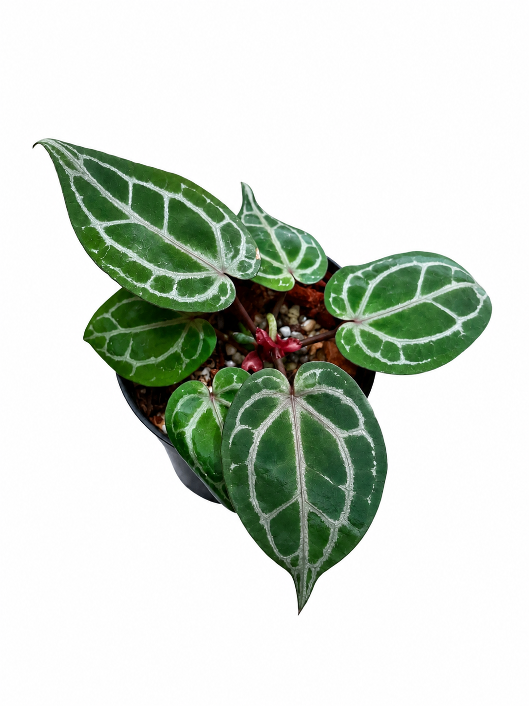 Anthurium (Zara x Michelle) x Michelle Variegated