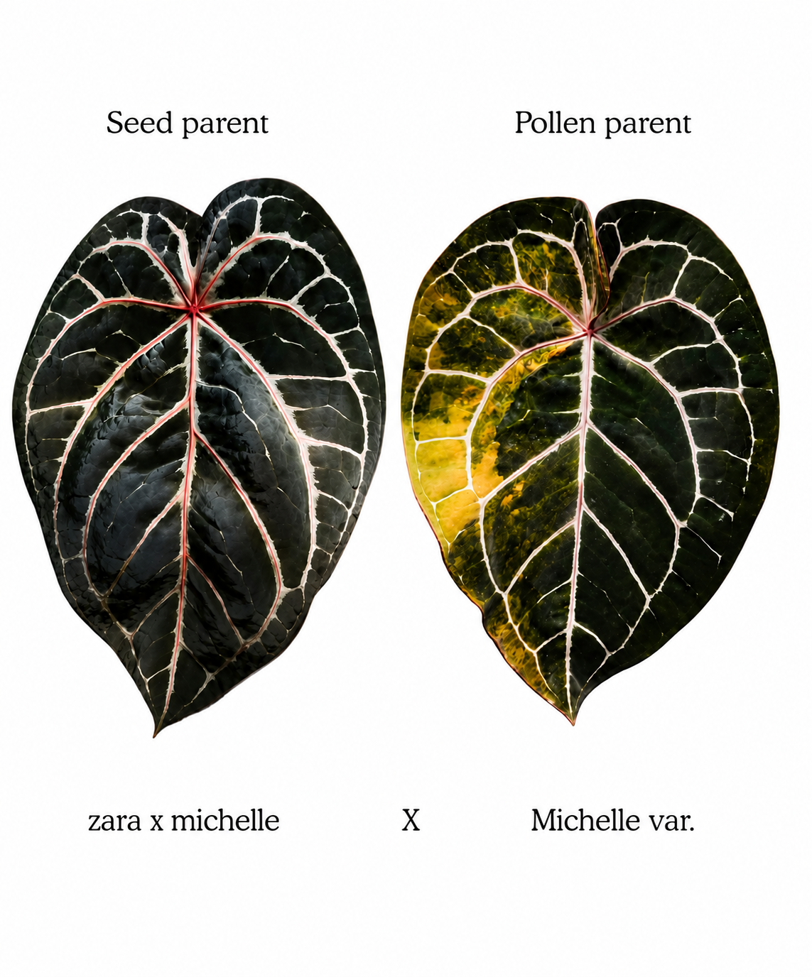 Anthurium (Zara x Michelle) x Michelle Variegated