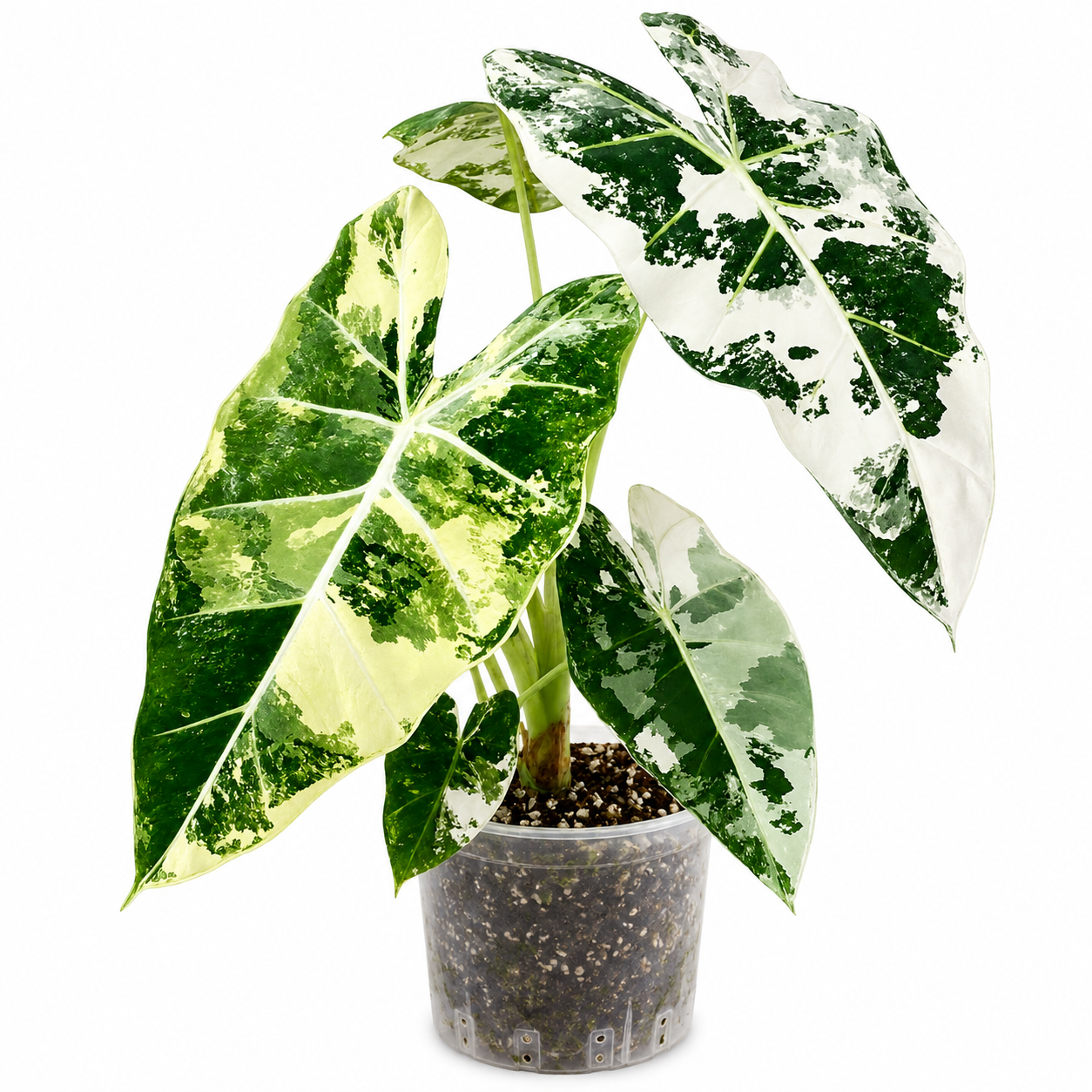 Alocasia Frydek Variegated TC