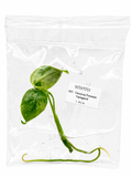 Monstera Vietciosa Premium Variegated TC