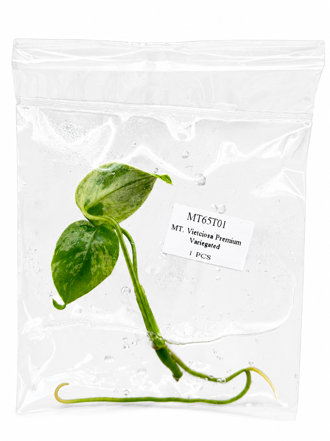 Monstera Vietciosa Premium Variegated TC