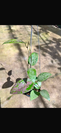 Hoya AH Aurora