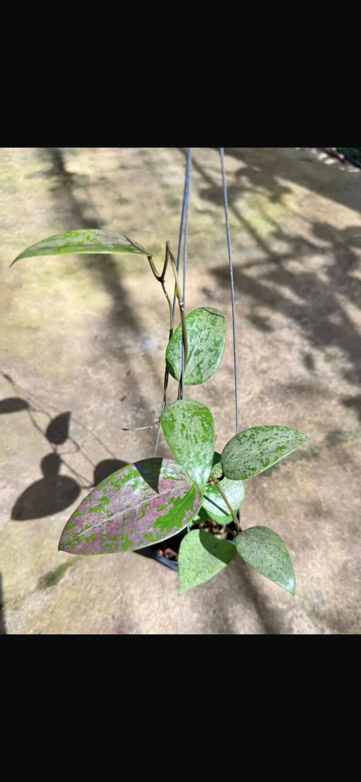 Hoya AH Aurora