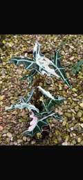 Alocasia Pink Nobilis Variegated x 2 bundle