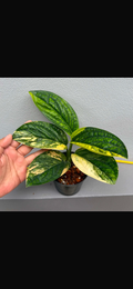 Monstera Peru Variegated A