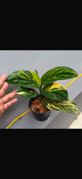 Monstera Peru Variegated B