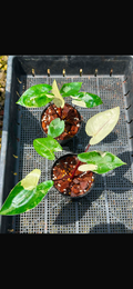 Alocasia Black Stem Albo x2 pots