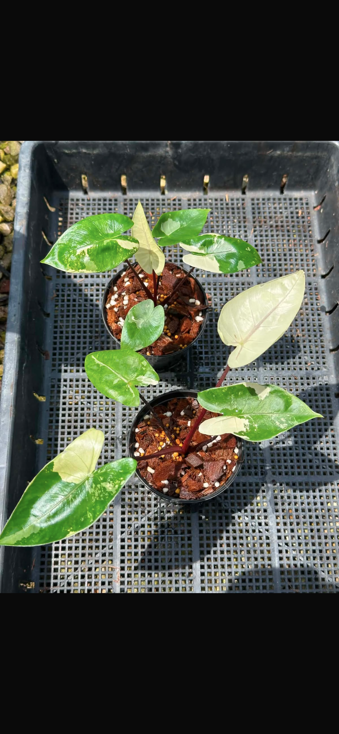 Alocasia Black Stem Albo x2 pots