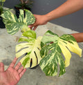 Monstera Creme Brule