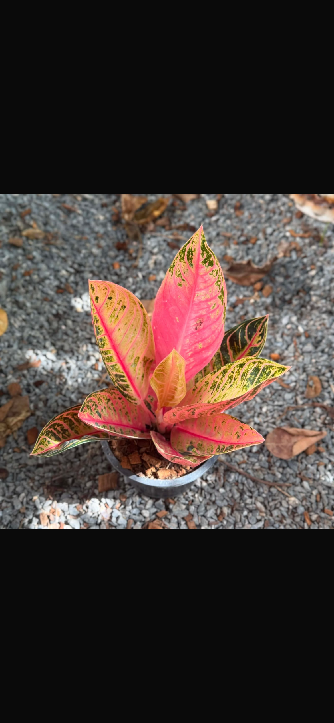 Aglaonema Pink Sumattra Mutant