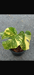 Monstera Creme Brule