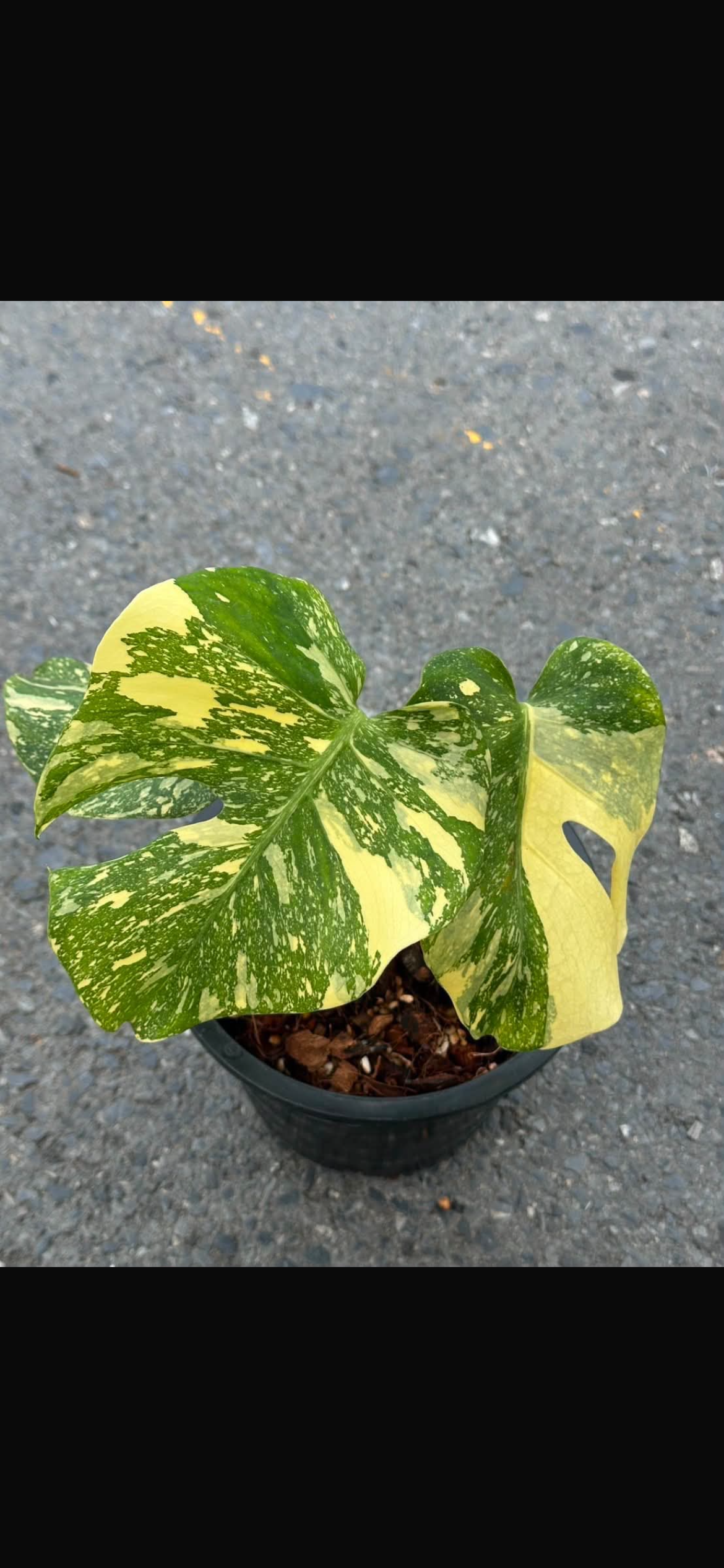 Monstera Creme Brule