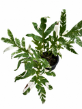 Drynaria Quercifolia Variegated