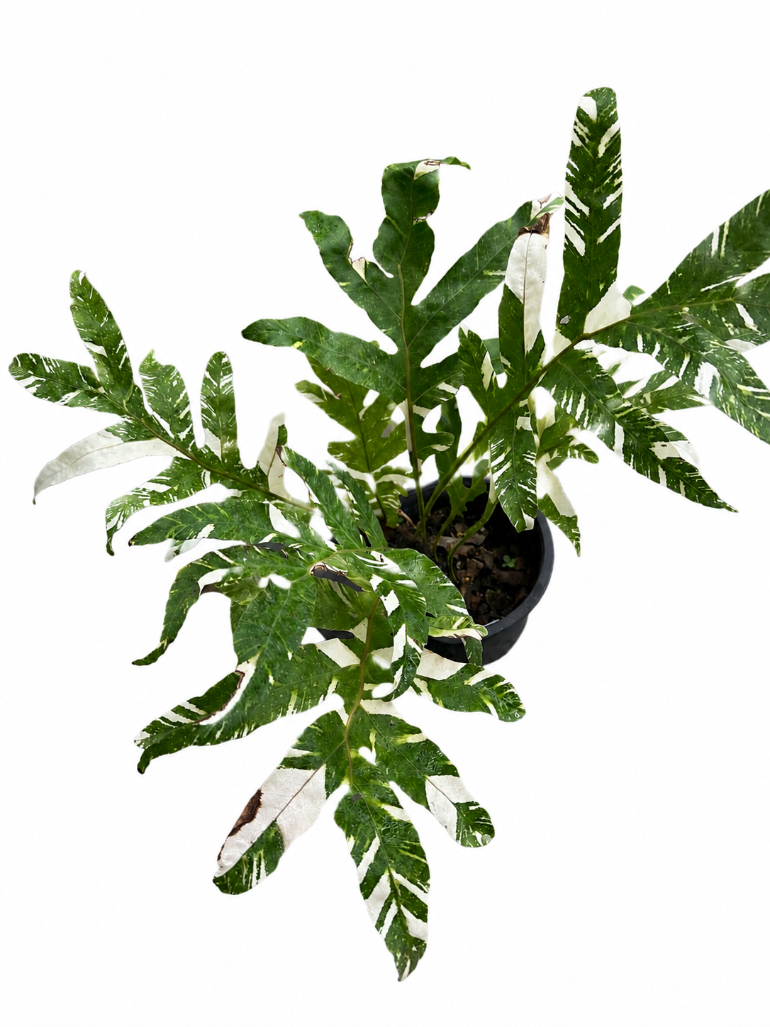 Drynaria Quercifolia Variegated