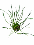 Philodendron Xanadu Mutation
