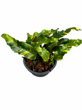 Pyrrosia Lingua Variegated
