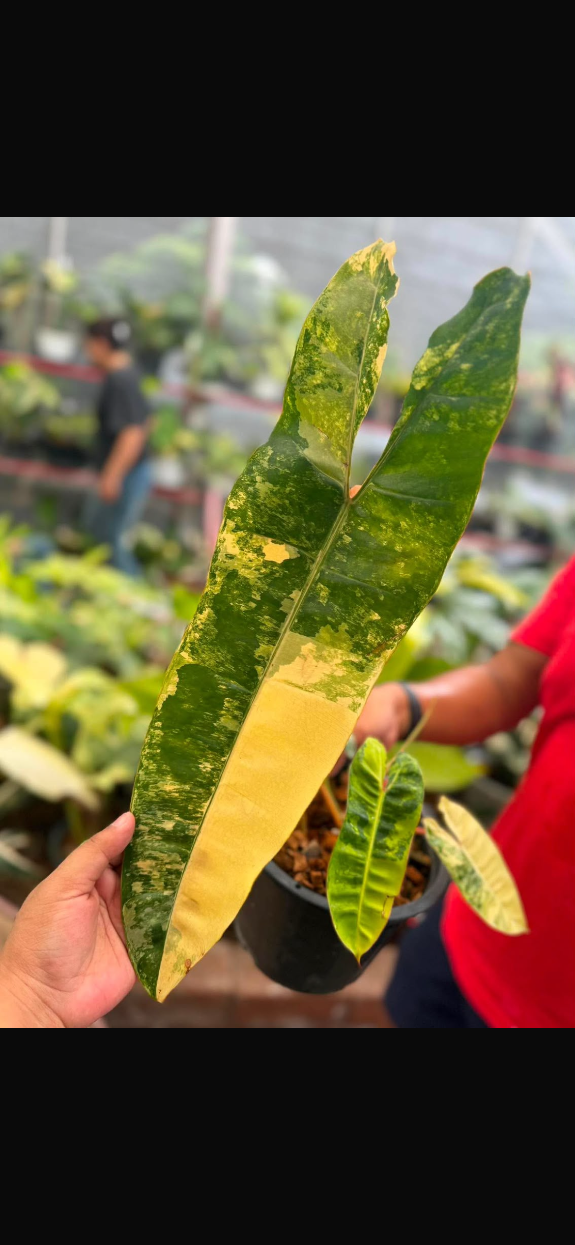 Philodendron Billietiae Yellow Variegated