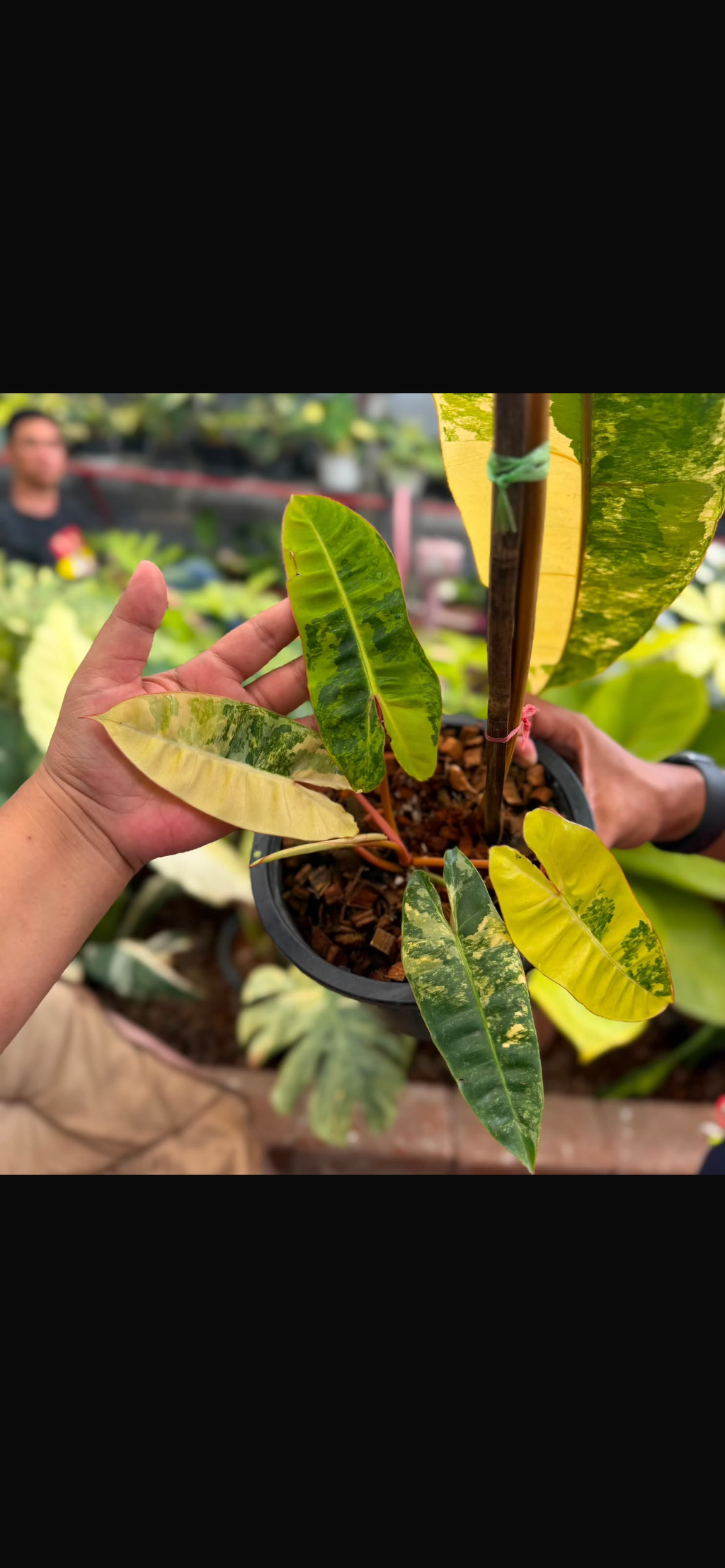 Philodendron Billietiae Yellow Variegated