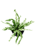 Asplenium sp. Japan Variegated
