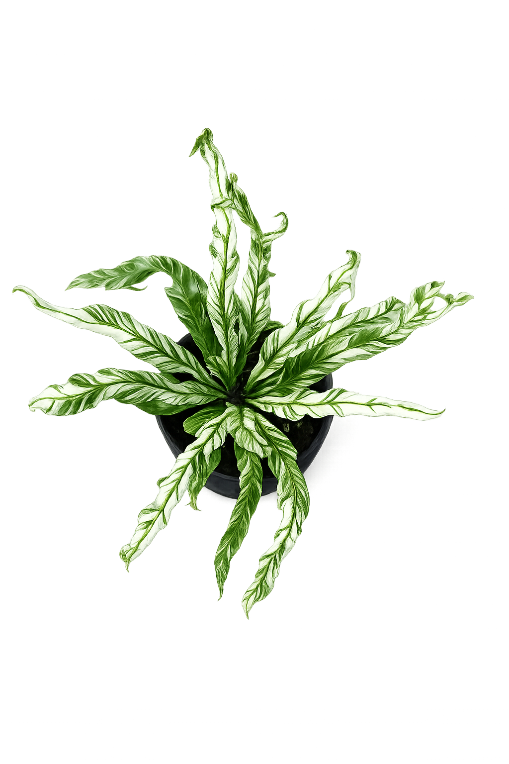 Asplenium sp. Japan Variegated