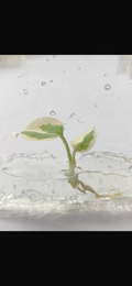 Monstera Thai Constellation White Lava Ghost Variegated TC