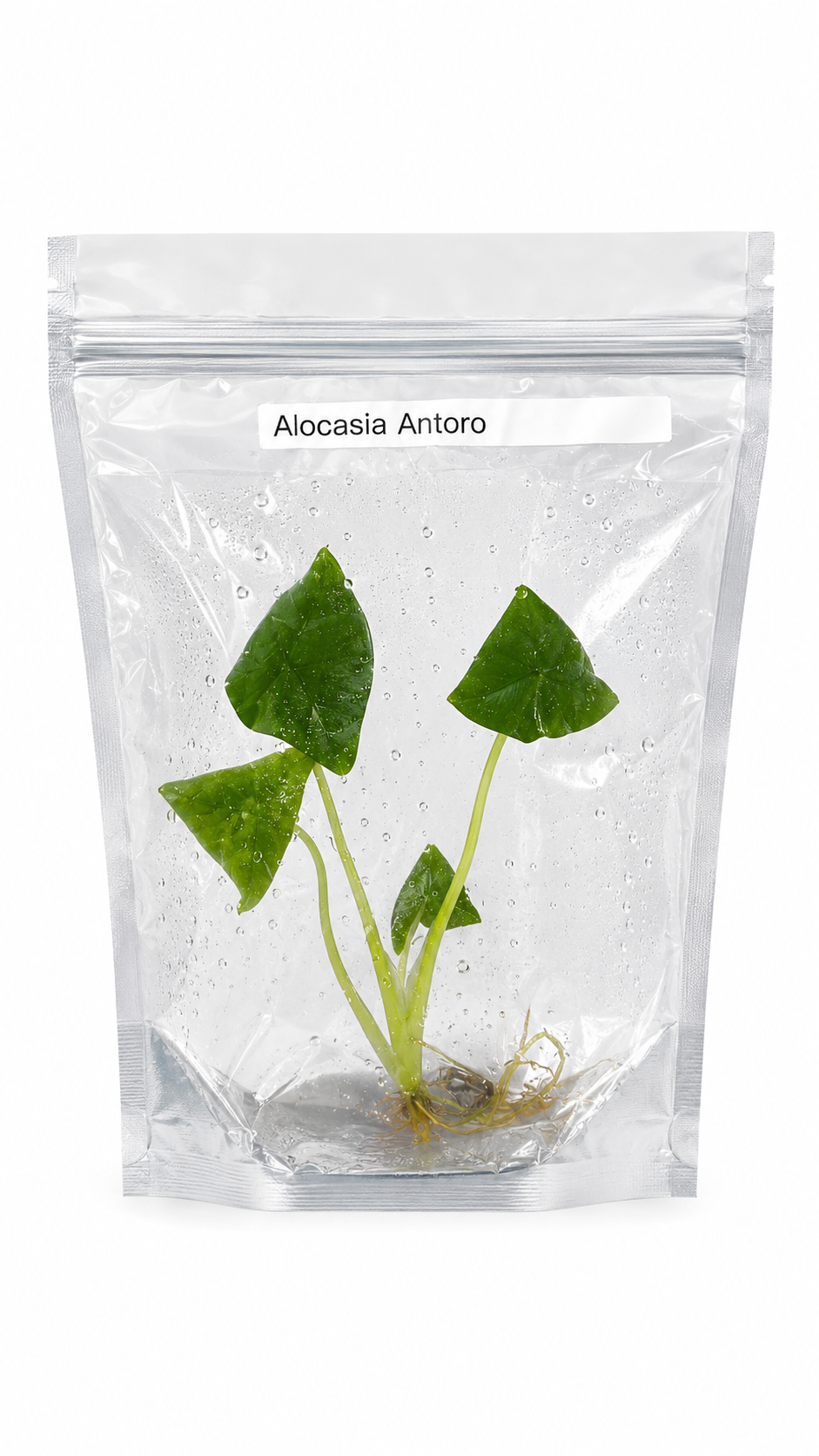 Alocasia Antoro Velvet TC