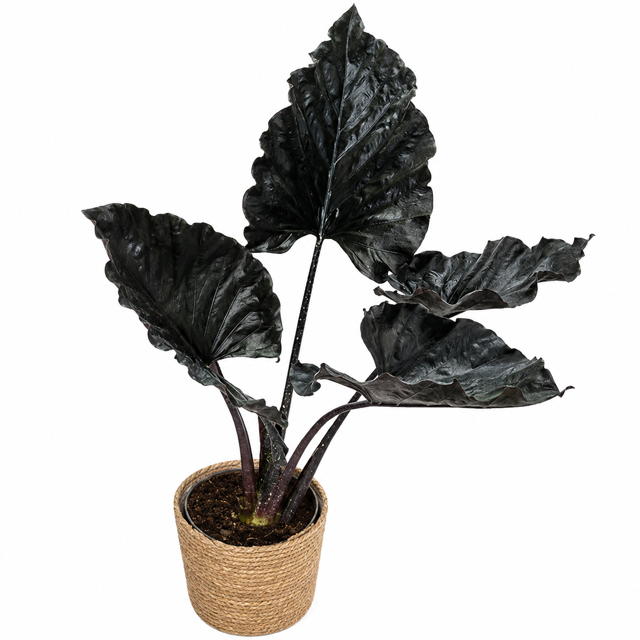 Alocasia Antoro Velvet TC