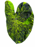 Colocasia Mojito