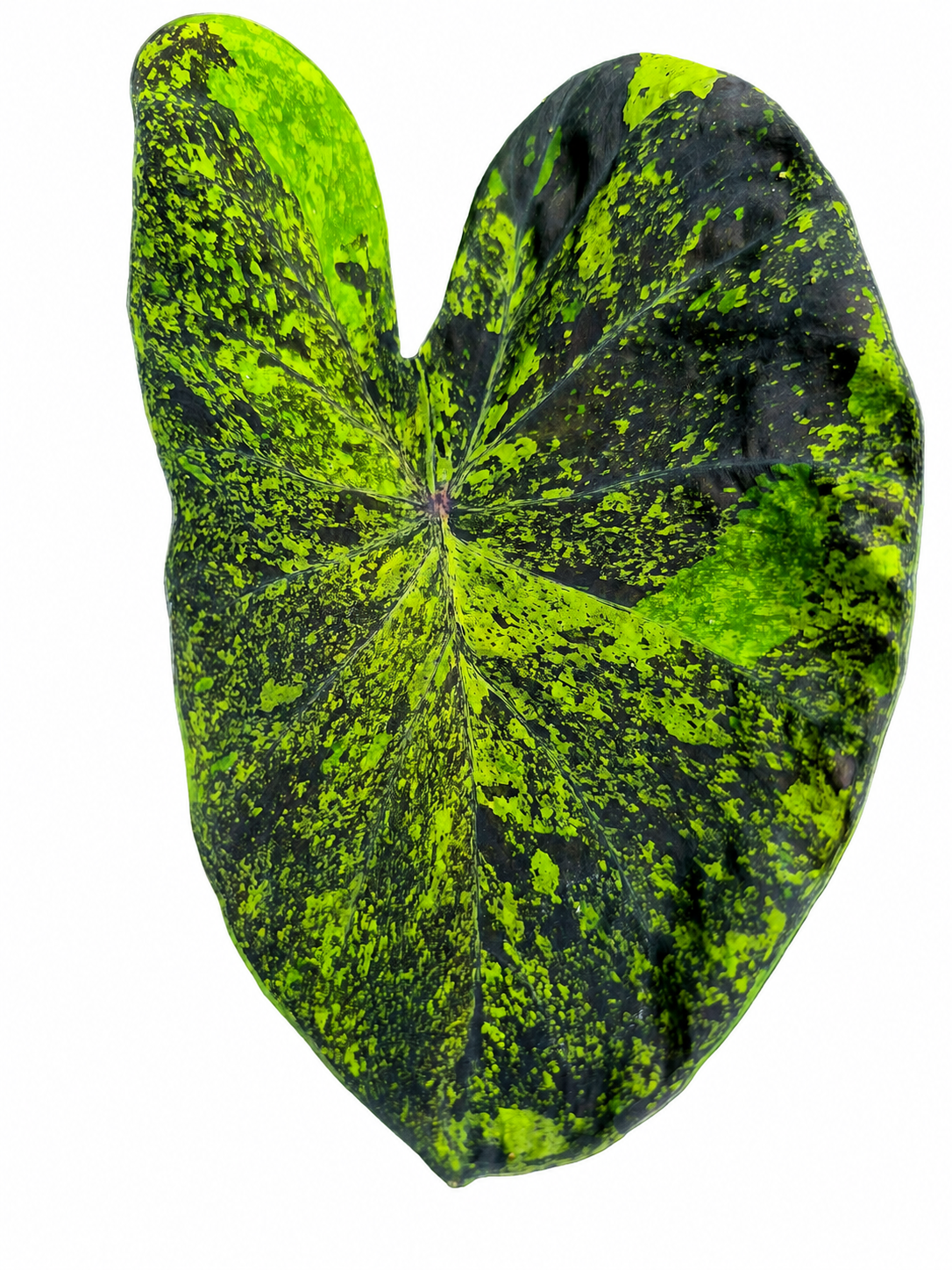 Colocasia Mojito