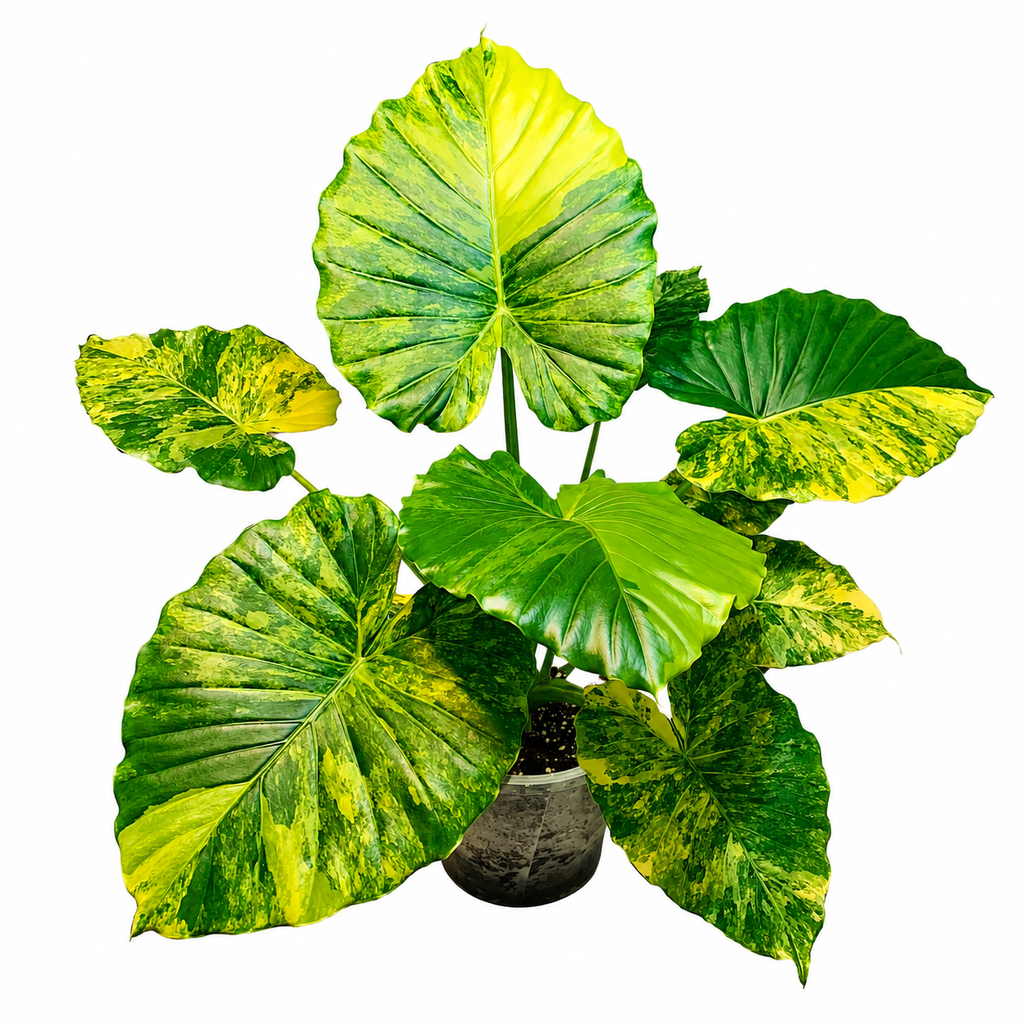Alocasia Gageana Aurea Variegated TC