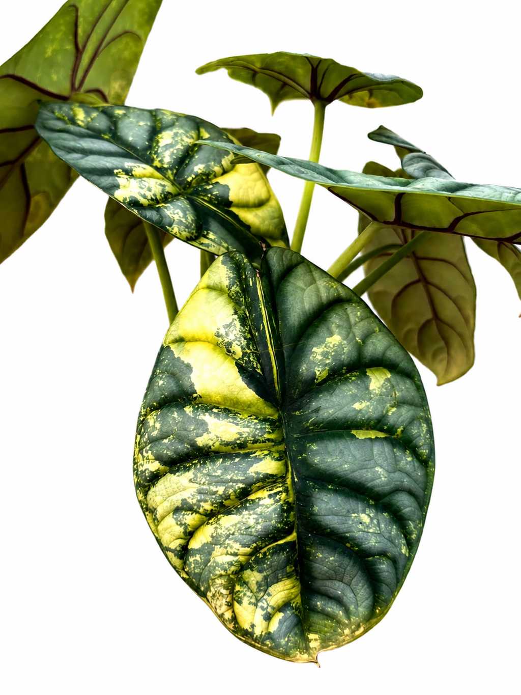 Alocasia Silver Dragon Aurea TC